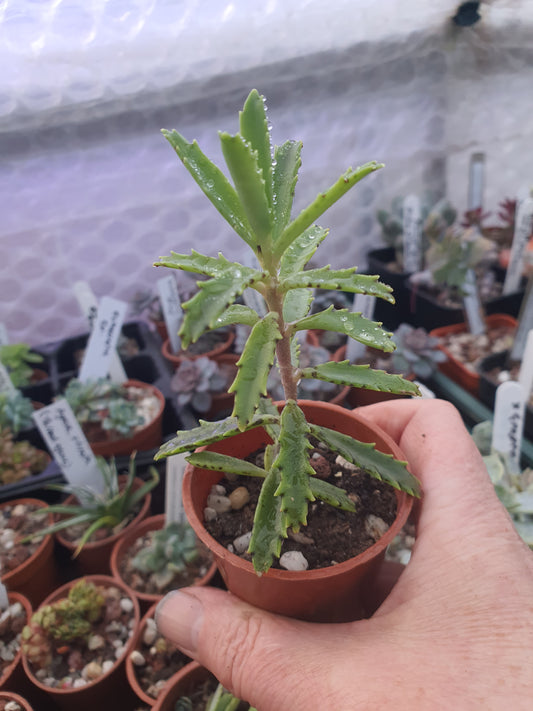 Kalanchoe tubiflora | Chandelier Plant |  Mother of Millions