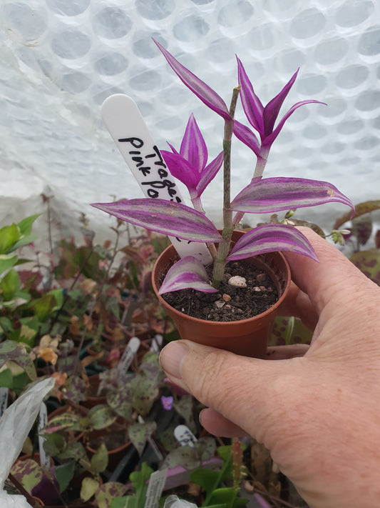 Tradescantia 'Pink Paradise'   (Wondering Dew Pink Paradise )