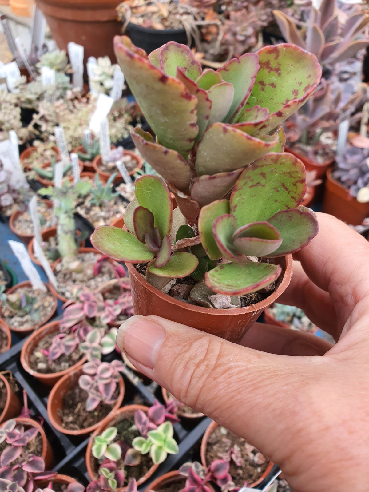 Kalanchoe  'Sunny Mix'