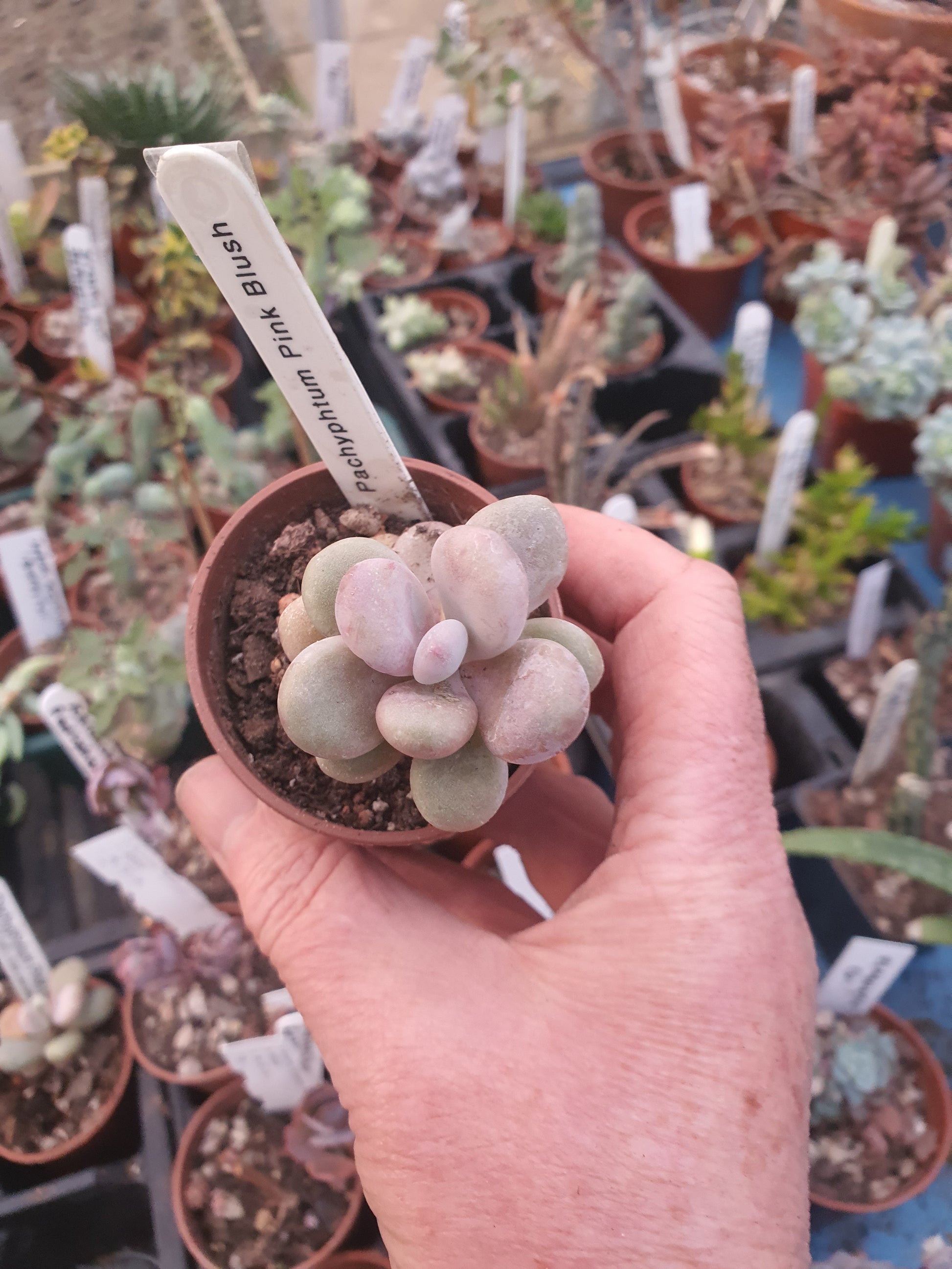Pachyphytum oviferum Pink Blush (Pink Moonstone Plant) - UK grown houseplant - Barney Plants