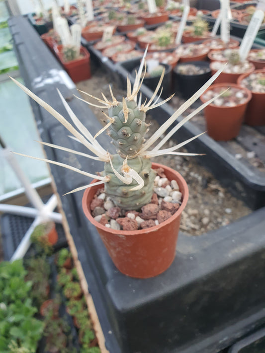 Tephrocactus articulatus Polycanthus  | Paper spined cactus| 🇬🇧 UK grown