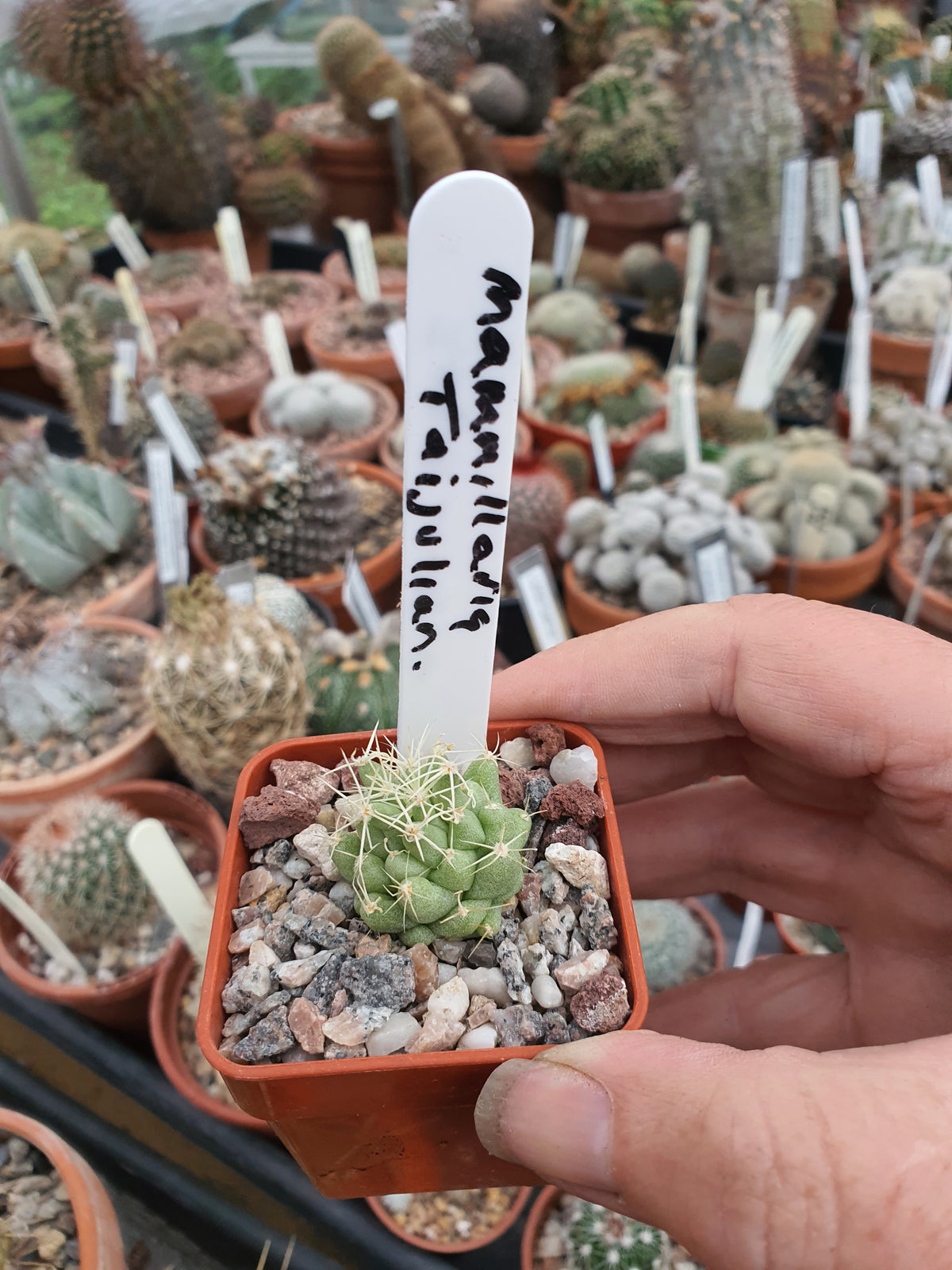 Mammillaria 'Taijulian' - sport form unusual Cactus