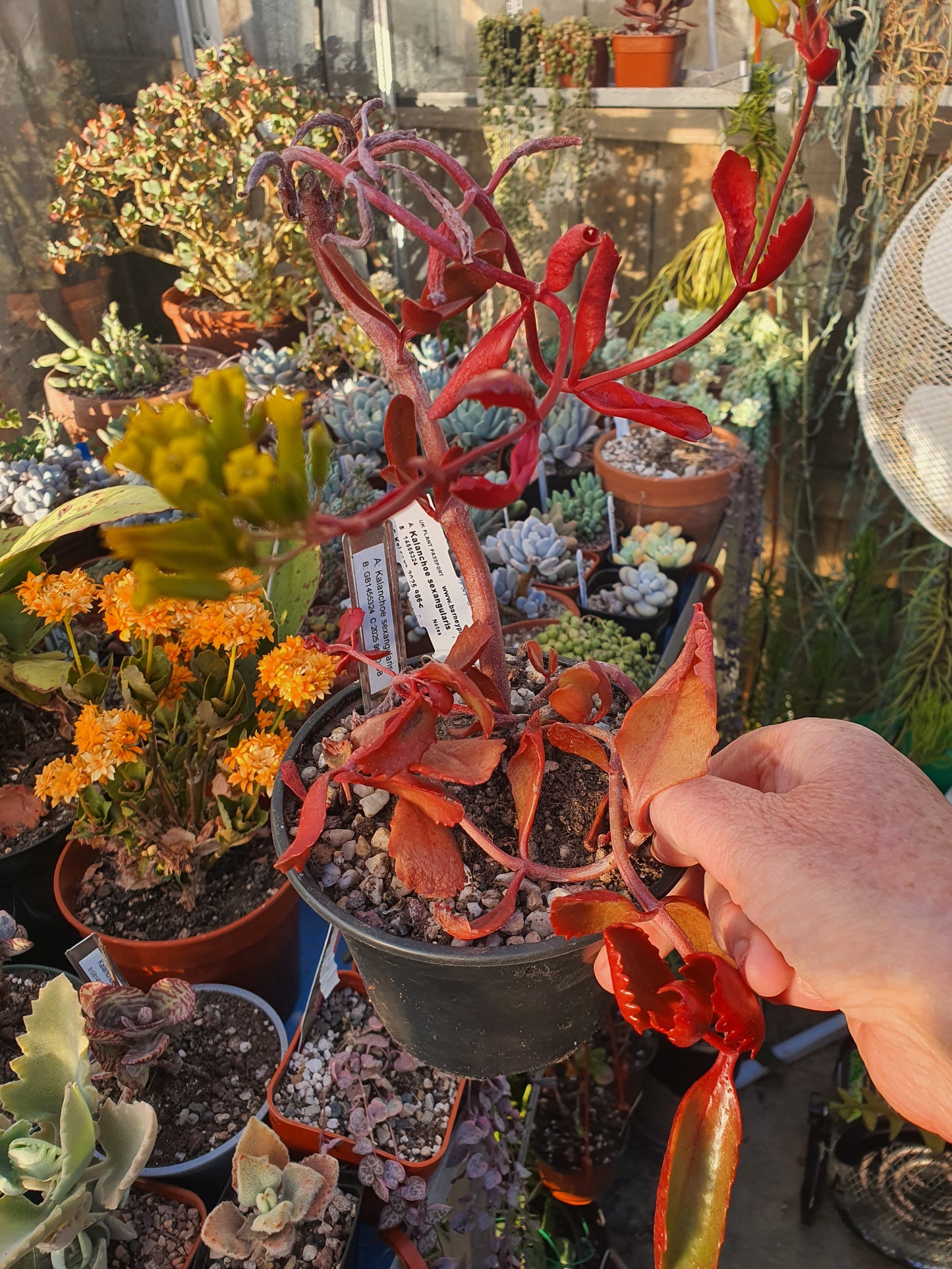 Kalanchoe sexangularis - UK grown houseplant - Barney Plants
