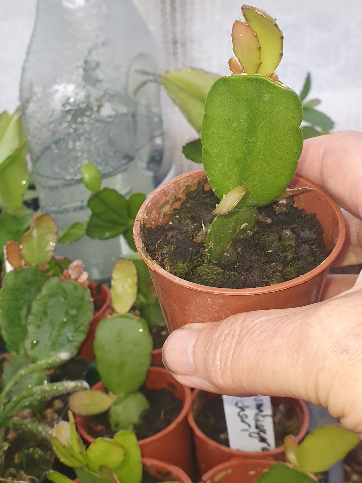 Schlumbergera gaertneri - Easter Cactus - Plant