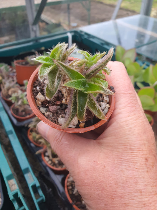 Cyanotis somalensis - Pussy Ears