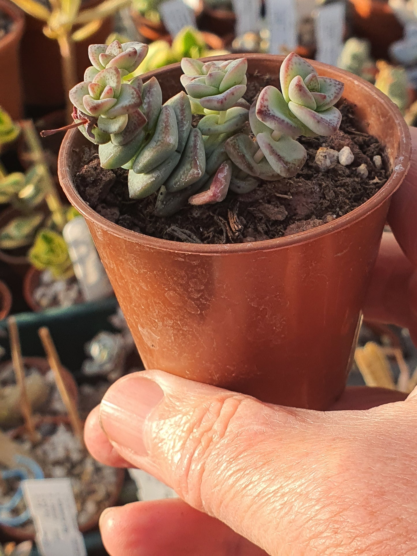 Crassula perforata 'Nealeana' - UK grown houseplant - Barney Plants