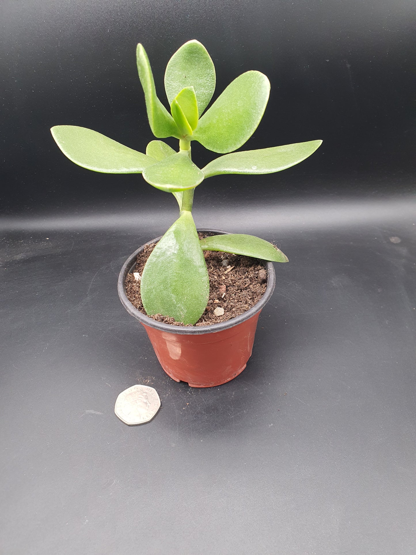 Crassula  ovata - Jade Plant  - Money Plant