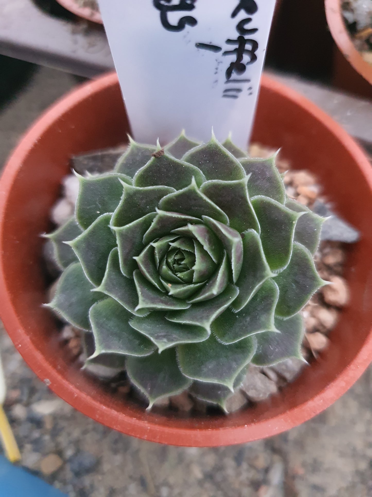 Jovibarba heuffelii 'Angel Wings' - Hardy