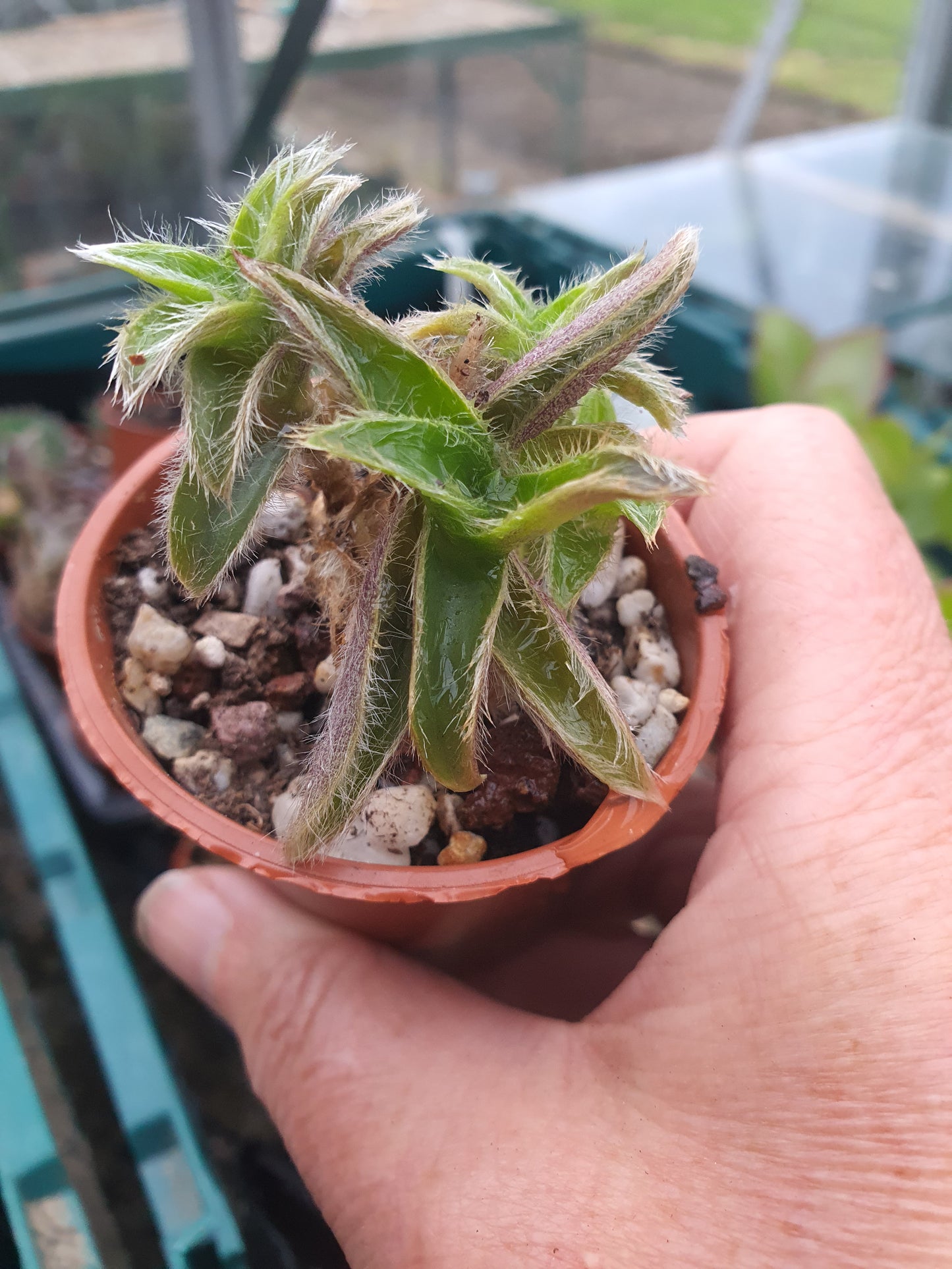 Cyanotis somalensis - Pussy Ears