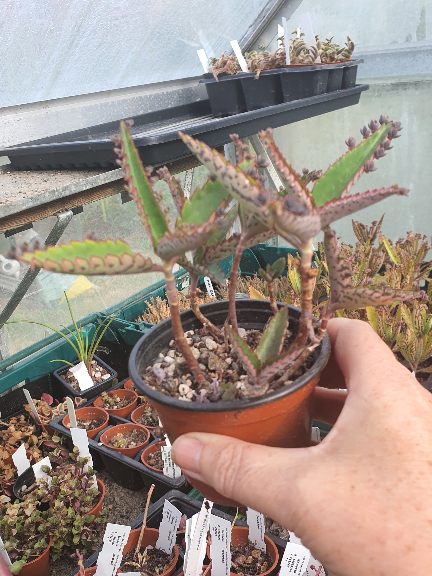Kalanchoe daigremontiana (Mother of thousands) Plant