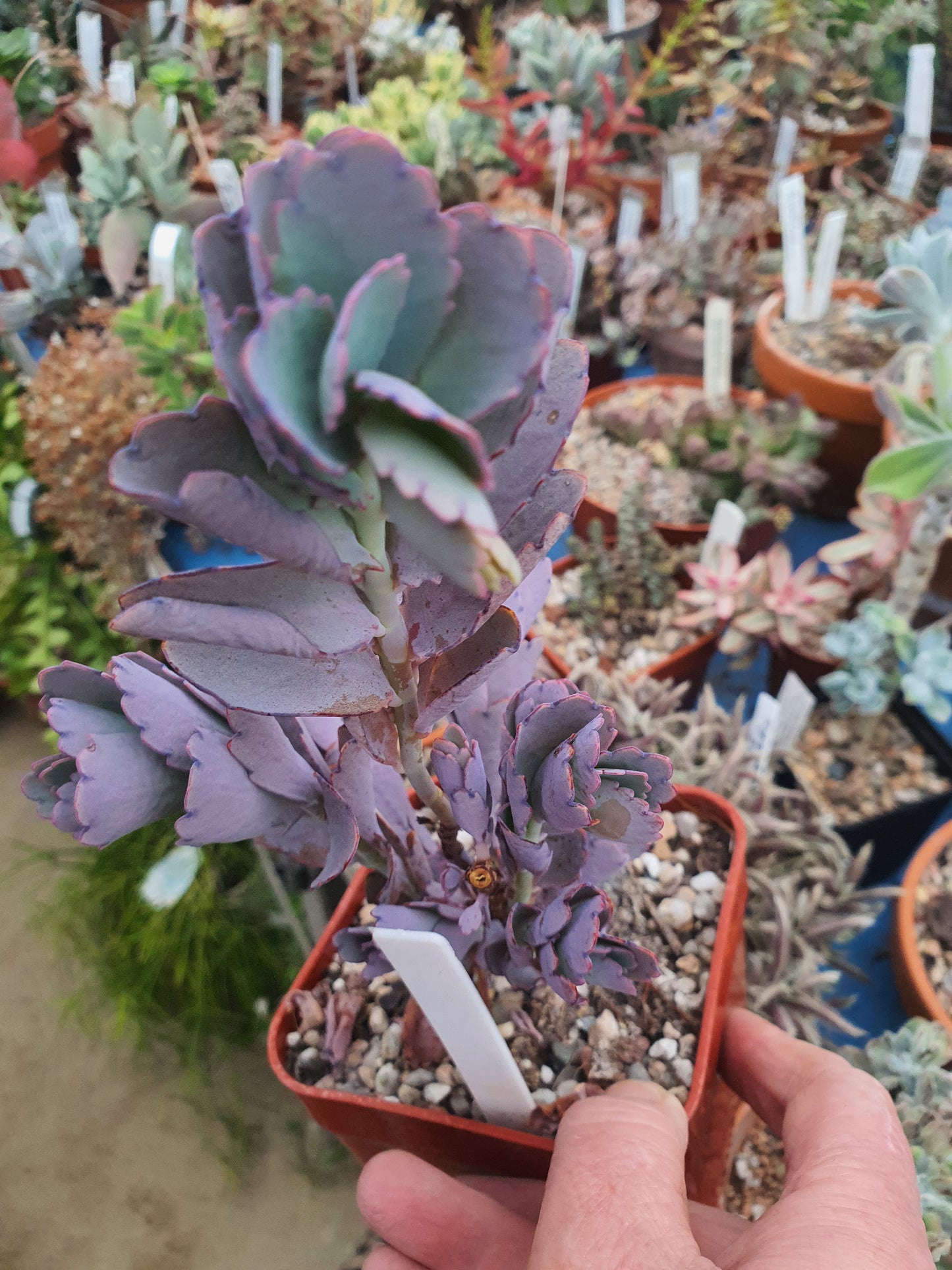 Kalanchoe  fedtschenkoi  | Lavender Scallops | (Bryophyllum) Succulent