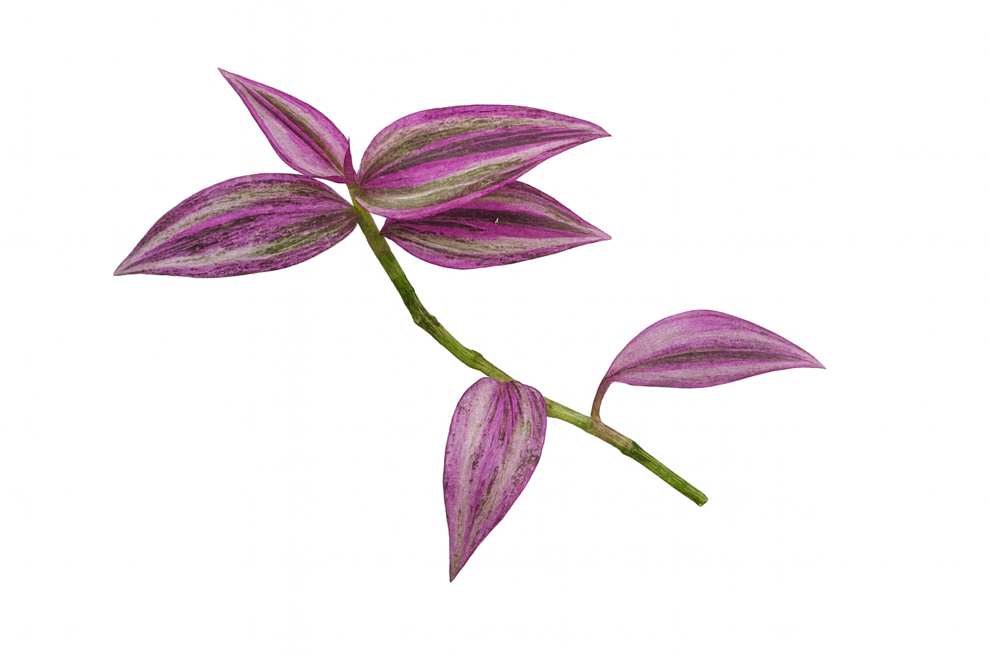 Tradescantia 'Pink Paradise'   (Wondering Dew Pink Paradise ) Cutting