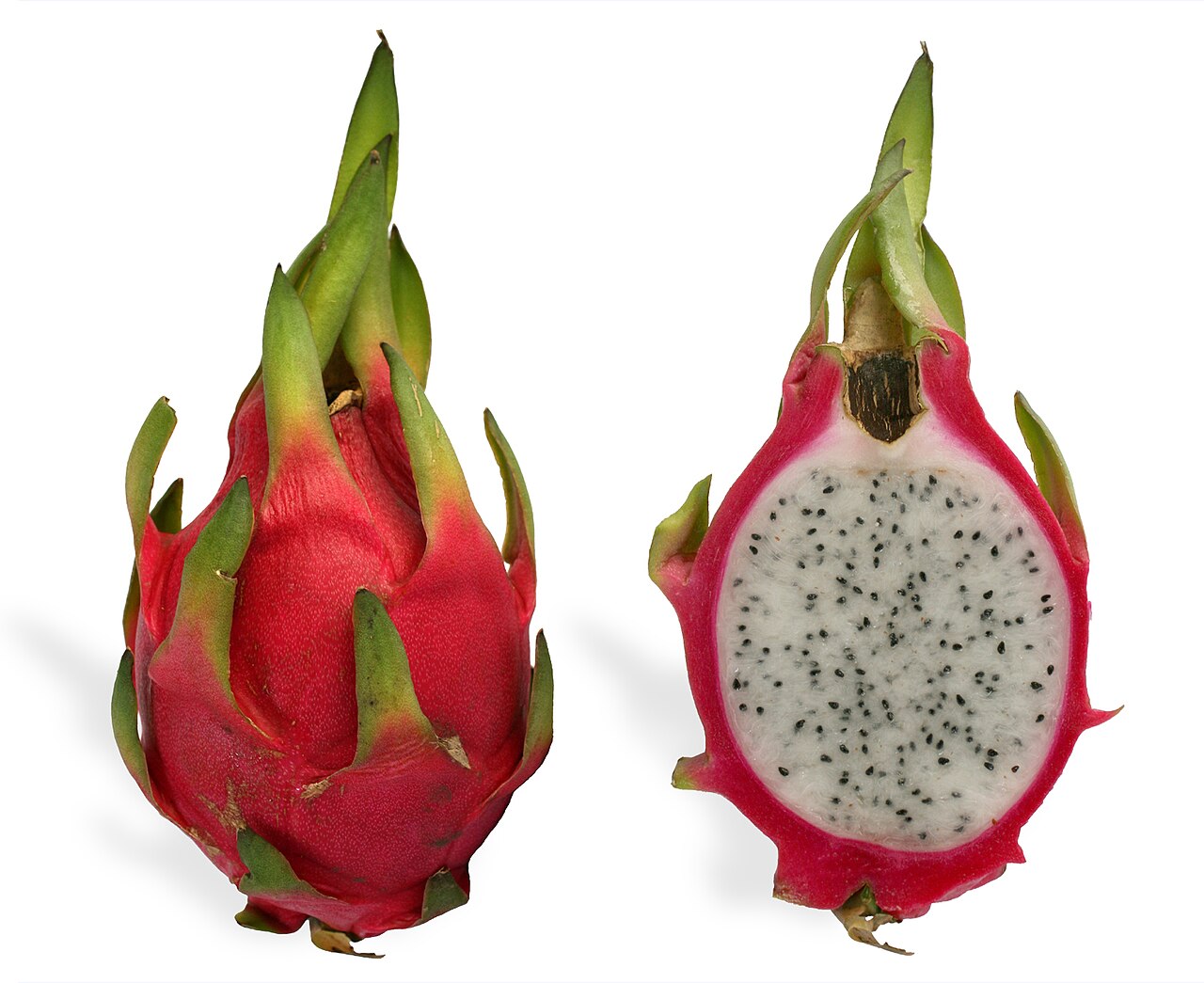 Selenicereus undatus  | Hylocereus undatus | White Dragon Fruit | Plant